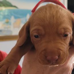 Red Boy #2 - Golden rust Vizsla puppy in Destin, Florida from Vizslas of Northwest Florida