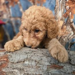 Annie - Red female Labradoodle puppy in Lansing, North Carolina from Murphy Manor Mountain Doodles