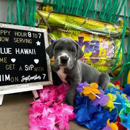 Blue Hawaii - Great Dane puppy from Not So Dainty Danes