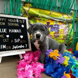 Blue Hawaii - Great Dane puppy from Not So Dainty Danes