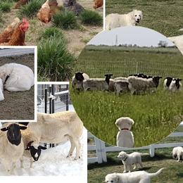Maremma Sheepdogs from The Ewe Crew Homestead
