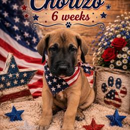 Chorizo - Fawn male Great Dane puppy in Naples, Florida from Above The Salt Danes