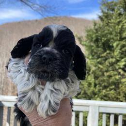 Max - Black and white male Cocker Spaniel puppy in Sautee Nacoochee, Georgia from Candy's Cockers