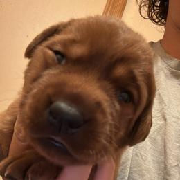 Male pick 6 - Yellow male Labrador Retriever puppy in Wardensville, West Virginia from Sager’s Labrador Puppies