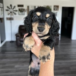 Sayid - Black and cream male Dachshund puppy in Stamford, Texas from West Texas Miniature Dachshunds