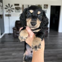 Sayid - Black and cream male Dachshund puppy in Stamford, Texas from West Texas Miniature Dachshunds