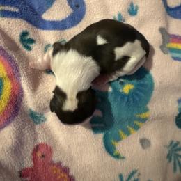Girl 1H - Silver gold and white female Shih Tzu puppy in Madras, Oregon from Maridee’s ShihTzu