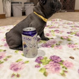 Yellow collared girl - Blue female French Bulldog puppy in Russell, Kansas from Fluffity Frenchies