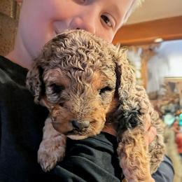Lola - Blue merle female Aussiedoodle puppy in Yacolt, Washington from Aussiedoodles by Maggie