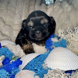 Mickey - Black and tan male Shih Tzu puppy in Kettering, Ohio from LaDawn’s Little Lions