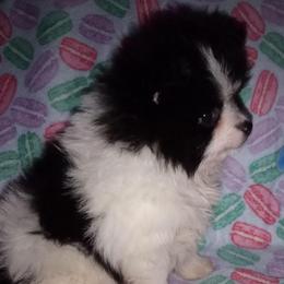 Buddy - Black parti male Pomeranian puppy in Wanette, Oklahoma from Council Creek Cuties