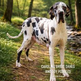Ziva - Great Dane
