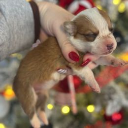 Opal - Fawn and white female American Corgi puppy in East Oakdale, California from Rhettro Kennels