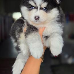 Carver - Black and white male Pomsky puppy in Mc Callsburg, Iowa from SZ Rolling Acres LLC