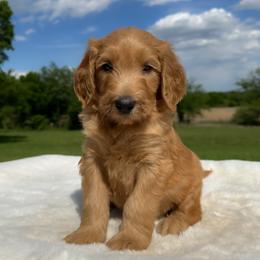 Marvin - Apricot male Goldendoodle puppy in Osage City, Kansas from Golden Ridge Goldens