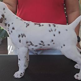 Dalmatian Puppies from Spotted Theory