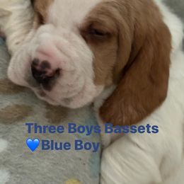 Basset Hound Puppies from Three Boys Bassets