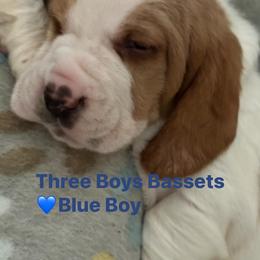 Basset Hound Puppies from Three Boys Bassets