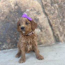 Purple - Parti female Goldendoodle puppy in Casper, Wyoming from 307 Doodles