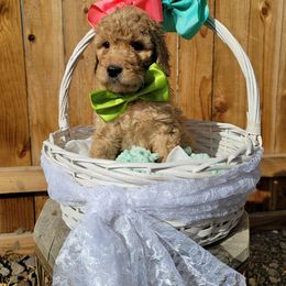 Goldendoodle Puppies from Heavenly Goldendoodles