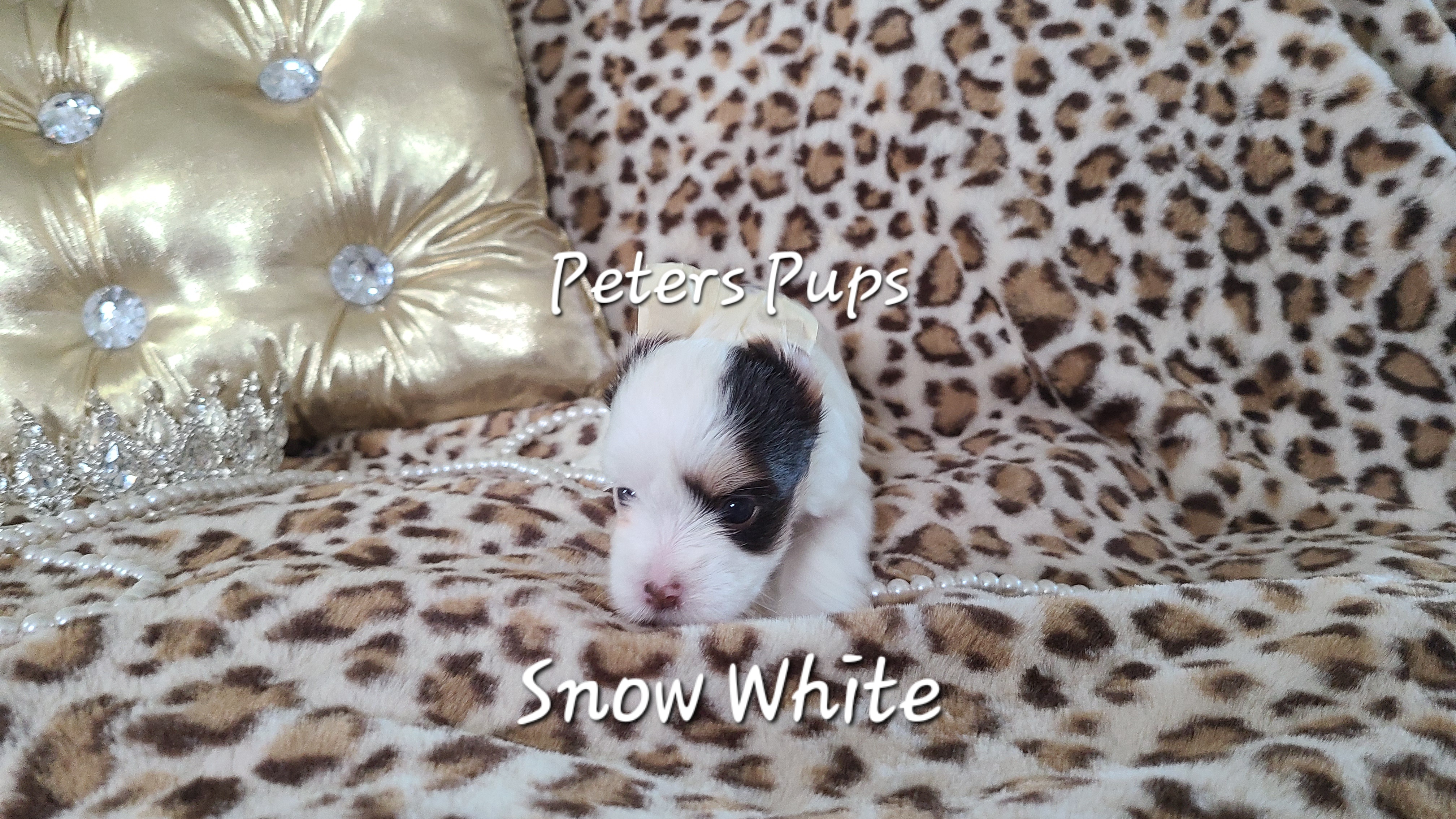 Yorkshire Terrier Puppies from Peters Pups Yorkshire Terriers