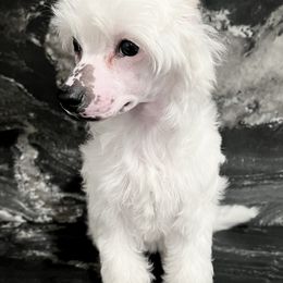 Joan - White Chinese Crested puppy in Florida from Candela Chinese Cresteds