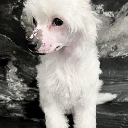 Joan - White Chinese Crested puppy in Florida from Candela Chinese Cresteds