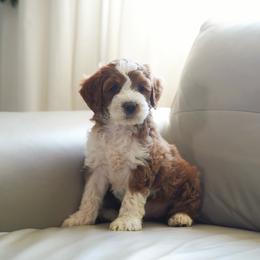 Cherry - Red  female Goldendoodle puppy in Vancouver, Washington from Blissful Doodles