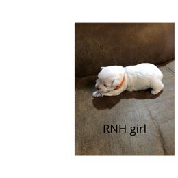Miniature Schnauzer Puppies from RNH Schnauzers