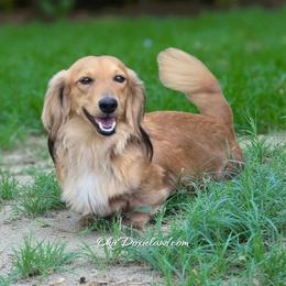 Ellie Mae - Dachshund