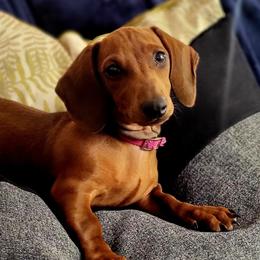 Lucy - Dachshund