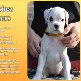 Yellow Collar - White female Boxer puppy in Spring, Texas from Sanchez Boxers