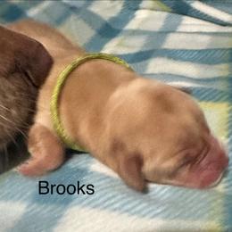 Brooks - Yellow male Labrador Retriever puppy in Moses Lake, Washington from Kreger Lake Kennels