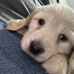 Buckwheat - Cream male Dachshund puppy in Saginaw, Texas from Saginaw Dachshunds