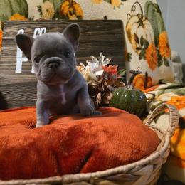 Hazel - Blue female French Bulldog puppy in Columbia Falls, Montana from Glacier French Bulldogs of Montana