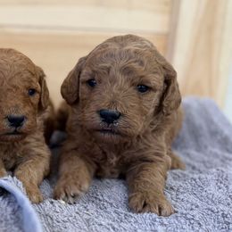 Rudolph - Apricot male Goldendoodle puppy in Stevens, Pennsylvania from Pebble Paws Lane
