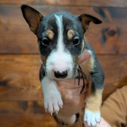 Billy Idol - Black tan and white male Miniature Bull Terrier puppy in London, Kentucky from Barton's Miniature Bull Terrier