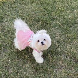 Maltese Puppies from B & O Maltese