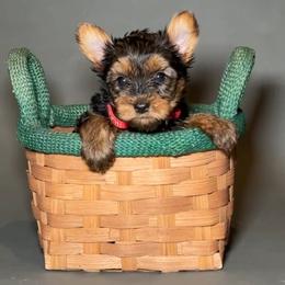 Juno - Black and tan male Yorkshire Terrier puppy in San Diego, California from BC Breeders Association