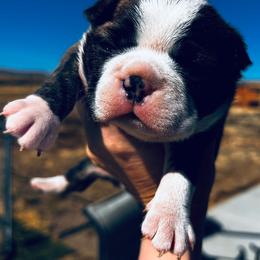 Girl 1 - Brindle and white female Boston Terrier puppy in Yakima, Washington from Barnett’s AKC Boston Terriers