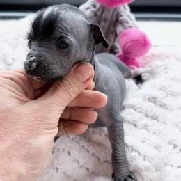 Princess - Black and white female Chinese Crested puppy in Sacramento, California from Royal Chinese Crested