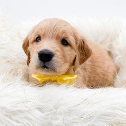 Bailey - Golden female Golden Retriever puppy in Elmwood Park, Illinois from Goldens&MiniAussiesWithFinesse