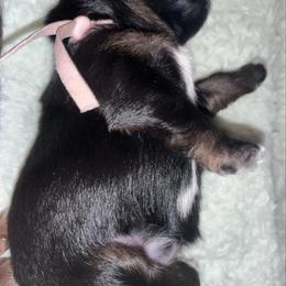 Cupid - Red and tan female Shih Tzu puppy in Sacramento, California from NANA’S  QUALITY SHIH TZU'S