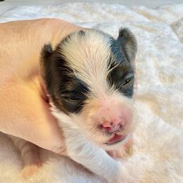 Nikolai - White black and tan male Papillon puppy in Boardman, Ohio from Taliaferro Kennel