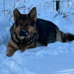 Zara - German Shepherd