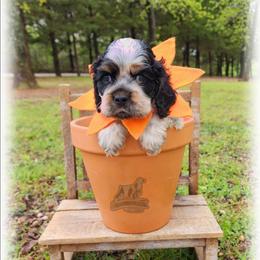 Magnus - Blue roan and tan male Cocker Spaniel puppy in Tecumseh, Oklahoma from Gambill's Cocker Spaniel Cuties