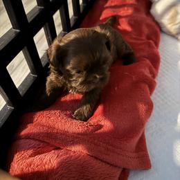 Girl 3 - Hersey - Liver female Shih Tzu puppy in Hermiston, Oregon from Butterfly Shih Tzu Pups