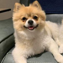 Pomeranians from East Texas Pomeranians