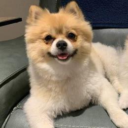 Pomeranians from East Texas Pomeranians