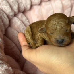 Amber - Red  female Poodle puppy in Elkhorn, Nebraska from Orel Toy & Miniature Poodles
